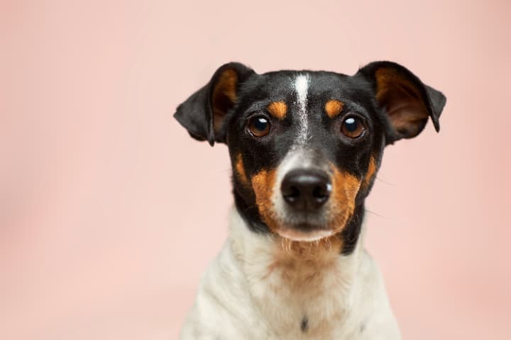 犬夜叉