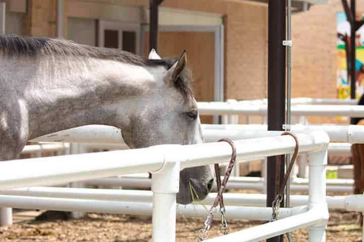 競馬