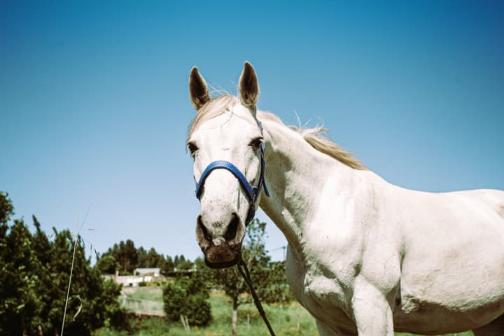 競馬
