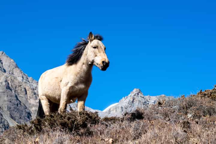 初心者向けの競馬の賭け方は?