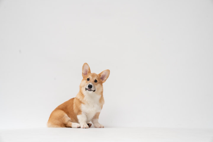 犬夜叉の弱点!おすわりとは?
