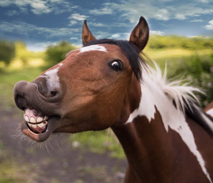 競馬