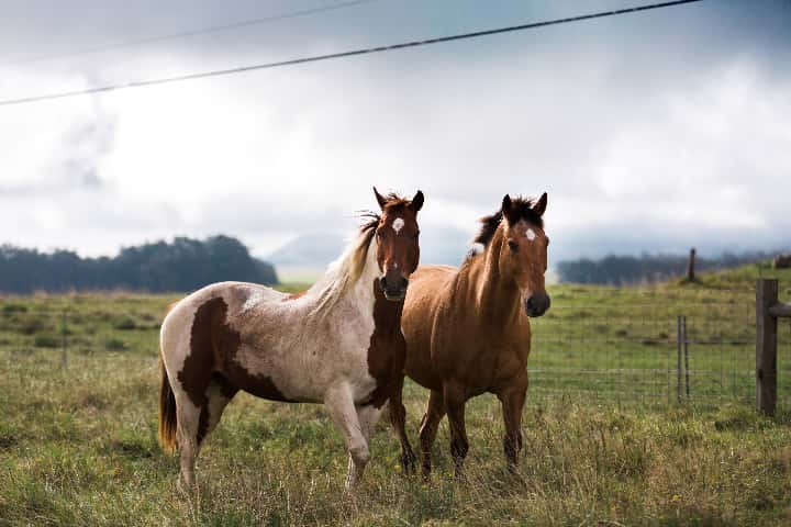 競馬のながし買いとは?