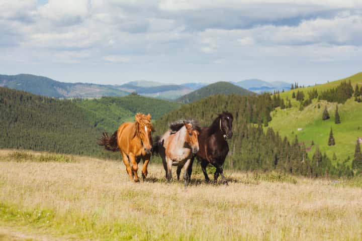 競馬にとって夏季はオフシーズン