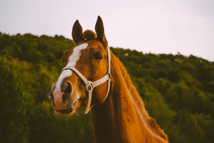 地方競馬