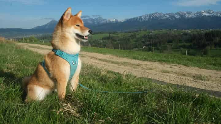 柴犬コインとは?ドージコインとの違いについても解説