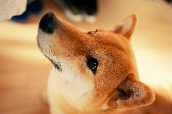 柴犬コイン
