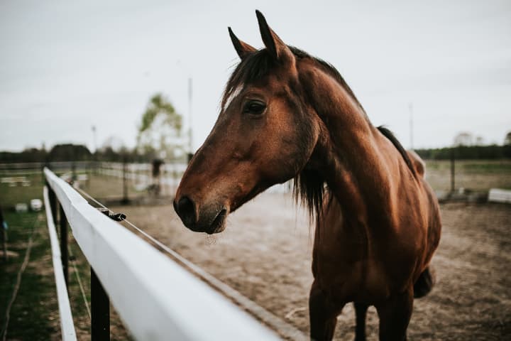 G1もある競馬の障害競走とは?