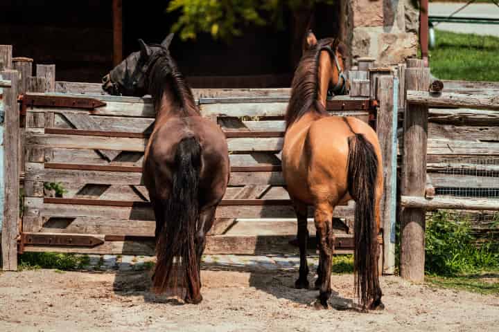 競馬