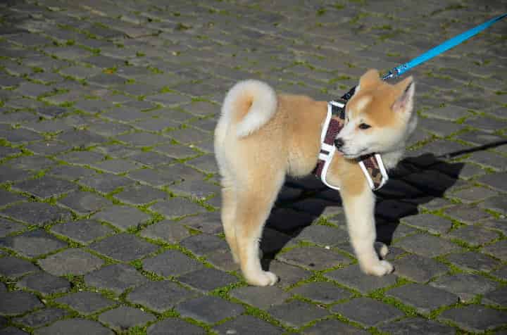 柴犬コイン