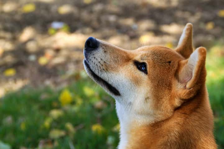 柴犬コイン