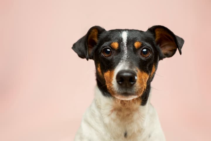 犬夜叉