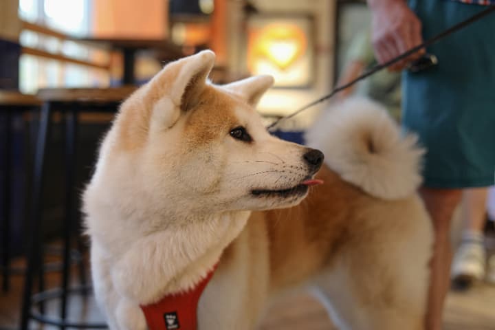 ドージコイン